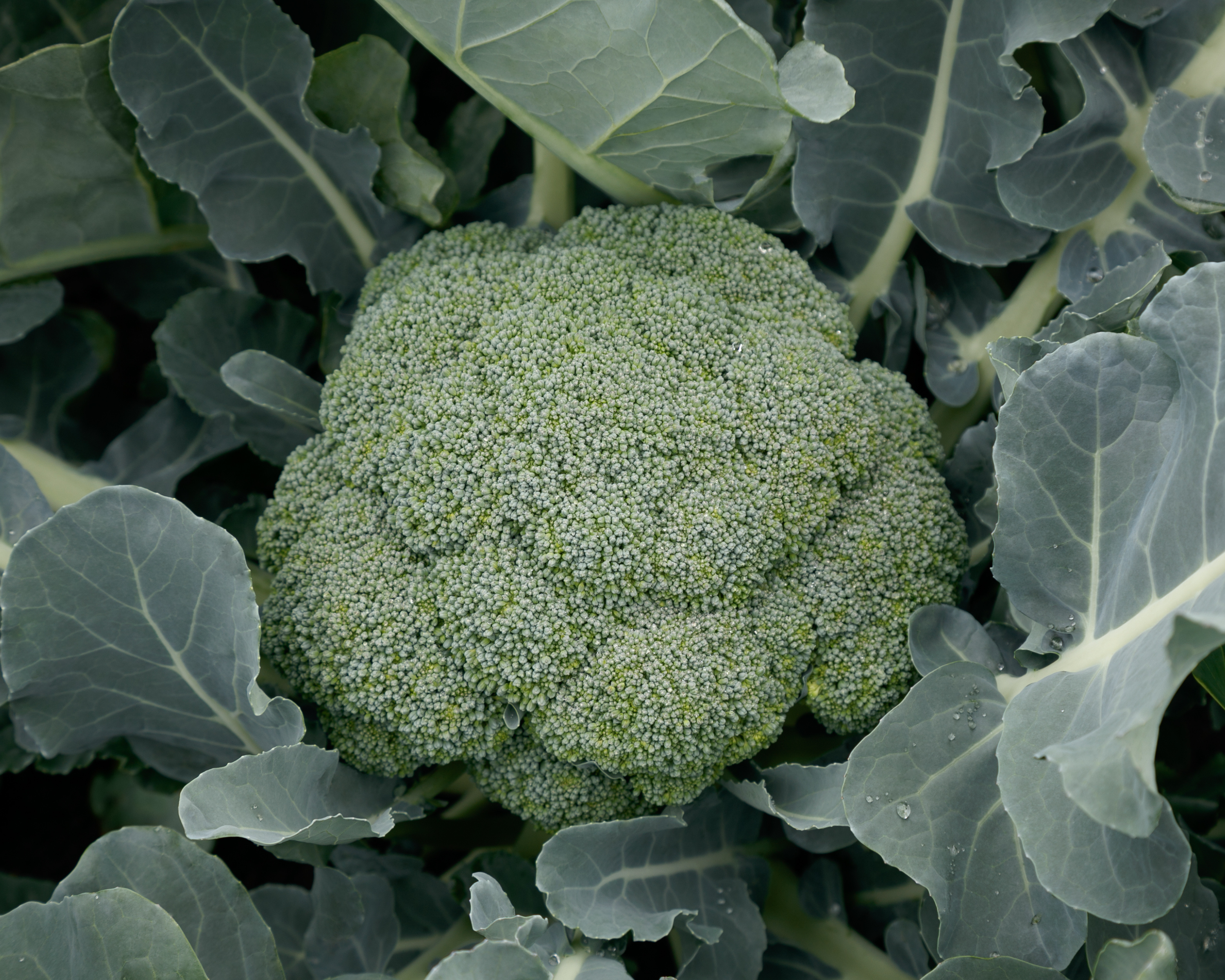 Seeds 'n Such Green Magic Broccoli