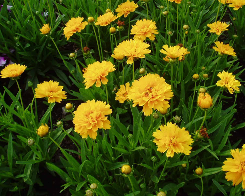 Early Sunrise Coreopsis Seeds