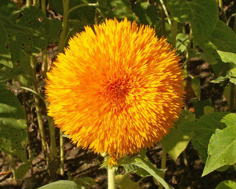 Tall Teddy Bear Sunflower Seeds