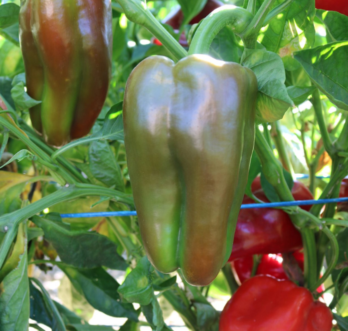 Bulk: Red Impact Hybrid Pepper Seeds