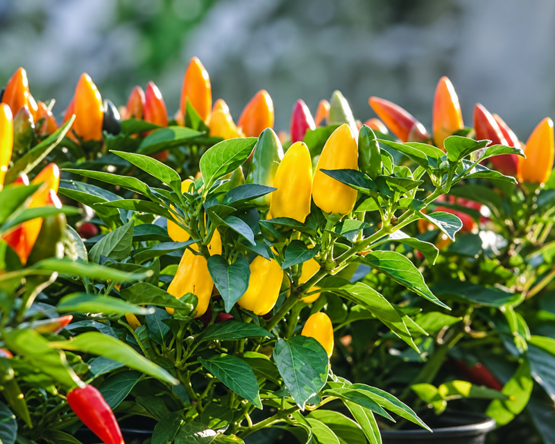 Pretty 'n Sweet Hybrid Pepper Seeds