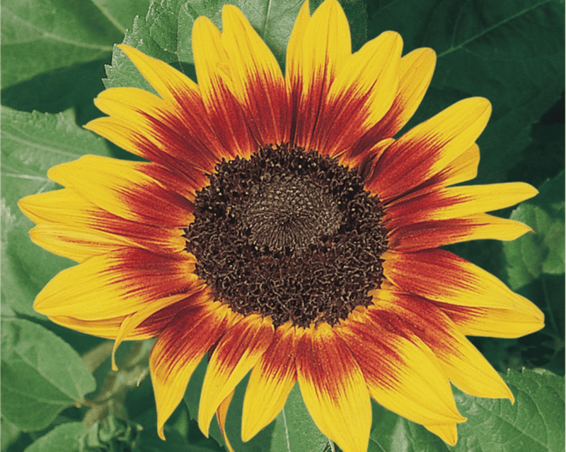 Ring of Fire Sunflower Seeds