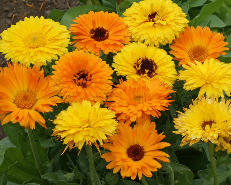 Pacific Beauty Mix Calendula Seeds