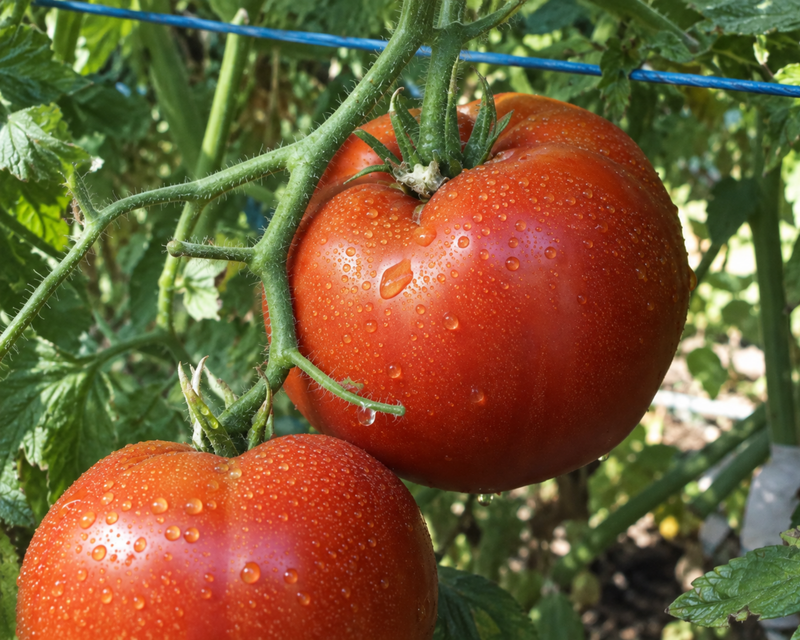 Big Beef Plus Hybrid Beefsteak VFFNTASt Tomato Seeds