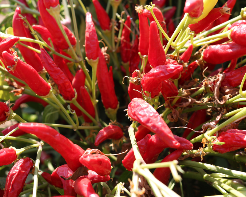 Super Chili Hybrid Hot Pepper Seeds