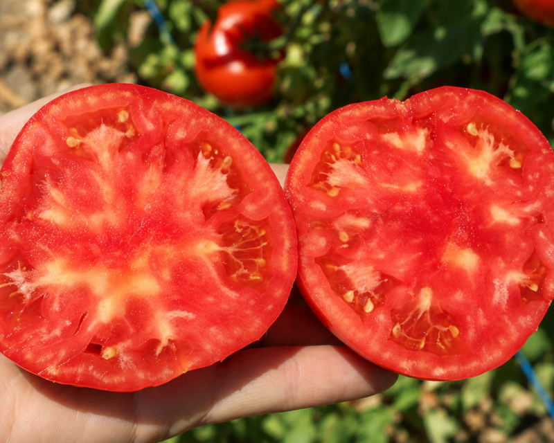 Burpee's Big Boy Hybrid Beefsteak Tomato Seeds