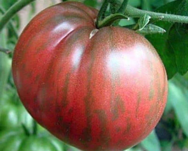 Bulk: Pink Berkeley Tie-Dye Tomato Seeds