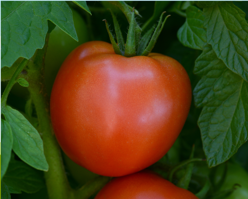 Stellar Hybrid Tomato Seeds