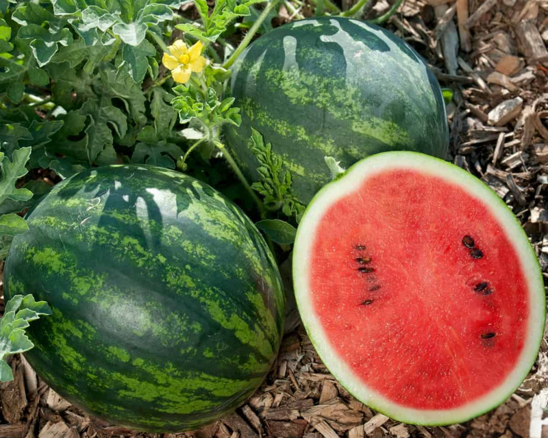 Mini Love Personal Hybrid Watermelon Seeds