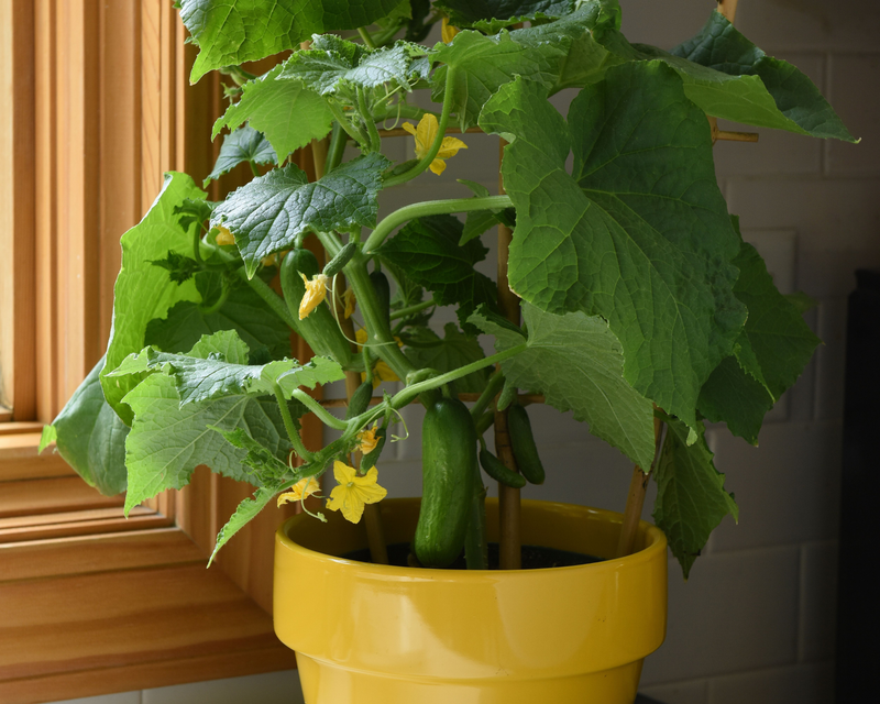mini cucumber plants in pots Quick Snack Hybrid Mini Cucumber Seeds — Seeds 'n Such