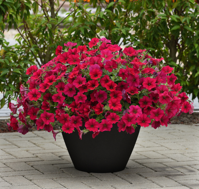 Bulk: Carmine Velour Wave® Spreading Petunia
