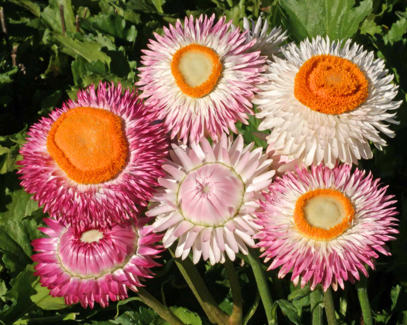 Dwarf Mix Strawflower Seeds