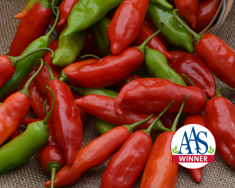 Aji Rico Hybrid Pepper Seeds