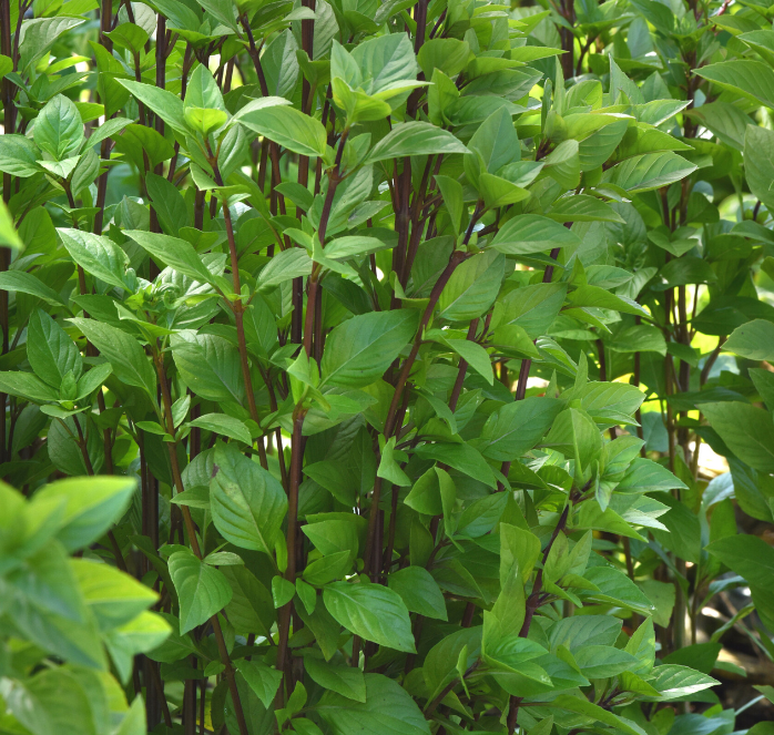 Everleaf Emerald Towers Basil Seeds