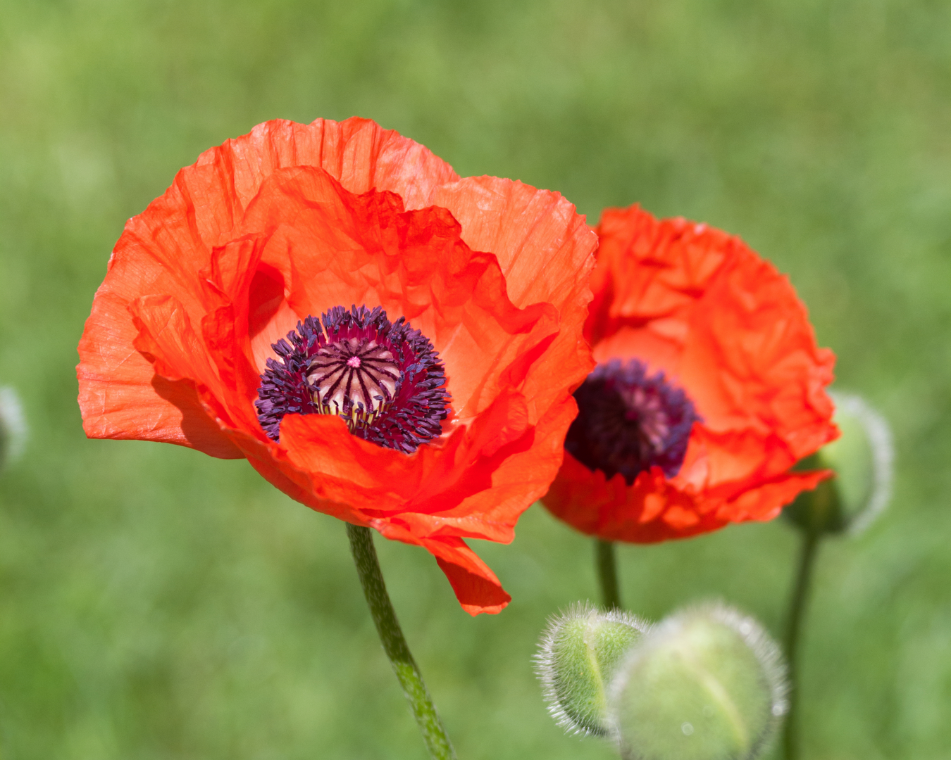 Oriental Poppy
