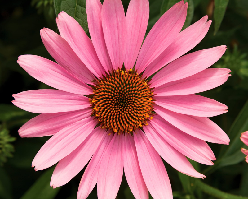 Prairie Splendor Deep Rose Echinacea Seeds