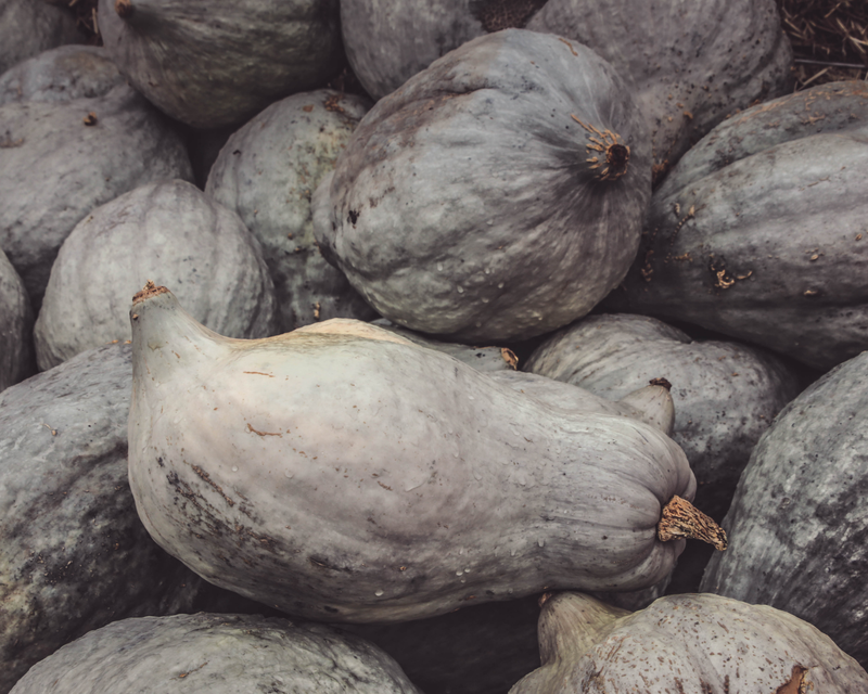 Blue Hubbard Winter Squash Seeds