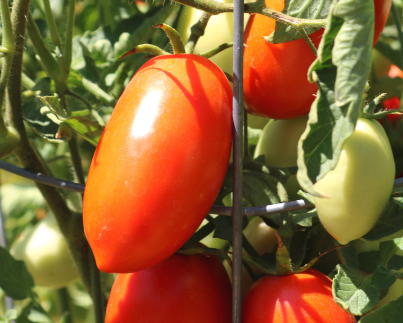 Bulk: Picus Hybrid Tomato Seeds