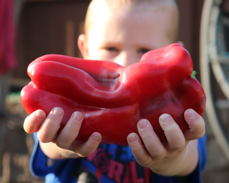 Bulk: Red Impact Hybrid Lamuyo Sweet Pepper Seeds