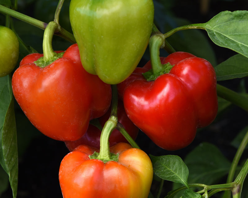 hydroponic bell pepper yield per plant Prism Hybrid Snack Bell Pepper Seeds