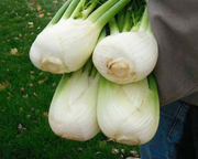 Antares Hybrid Fennel Seeds