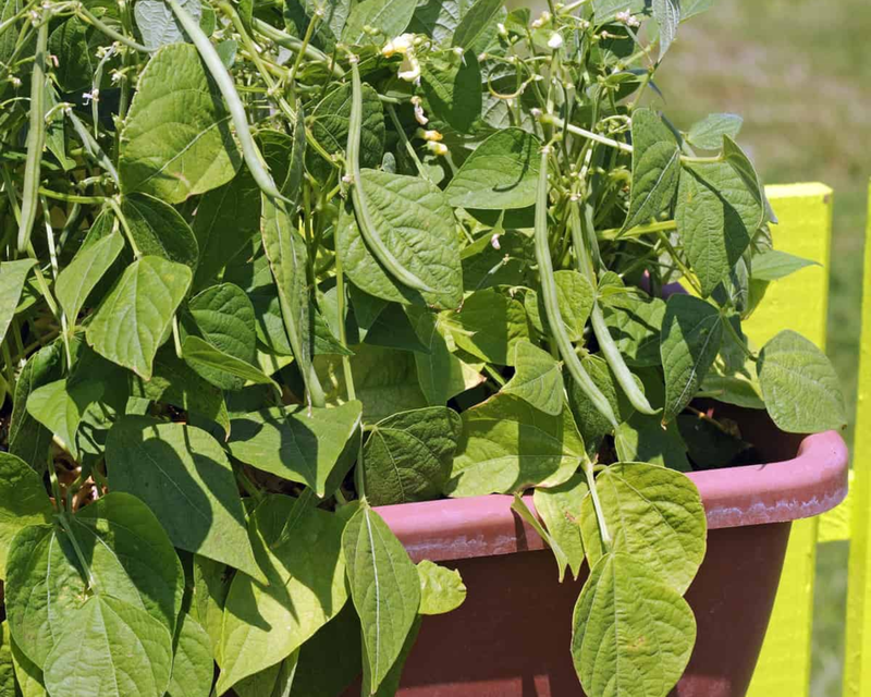 Bulk: Mascotte Bush Filet Bean Seeds