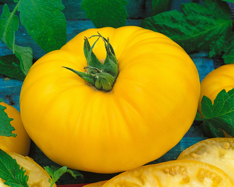 Bulk: Giant Belgium Yellow Tomato Seeds