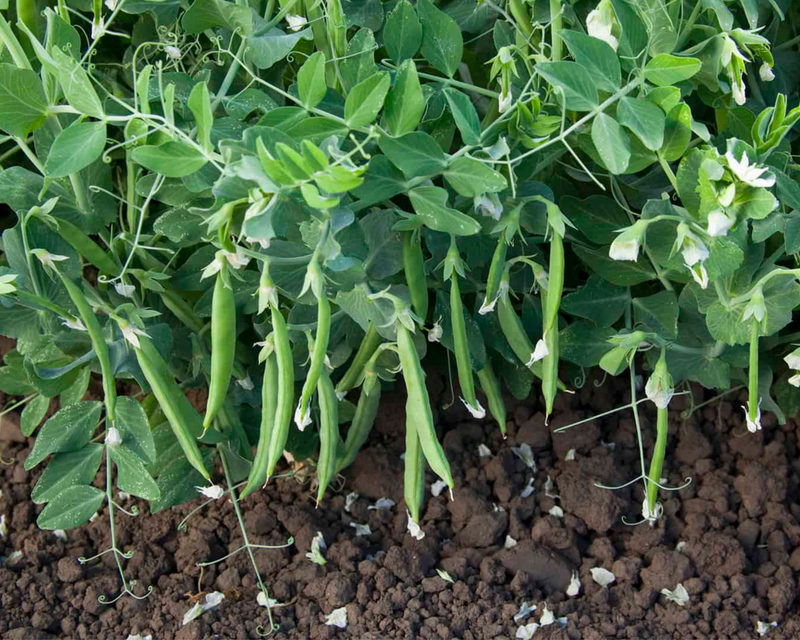 Bulk: Snak Hero Snack Pea Seeds