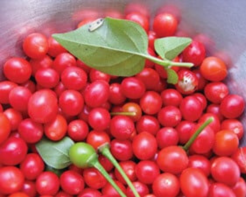 Chiltepin Hot Pepper Seeds