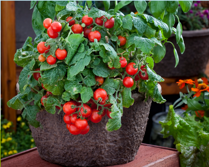 Bulk: Red Robin Tomato Seeds