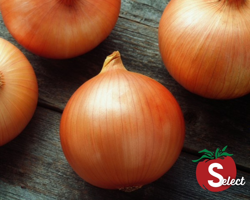 Bulk: Candy Hybrid Onion Seeds