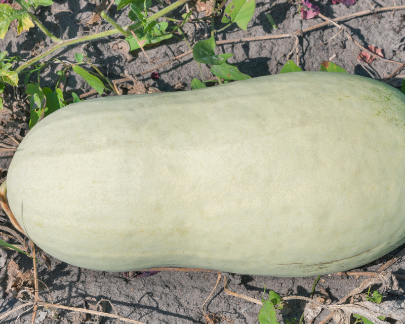 Charleston Grey Watermelon Seeds