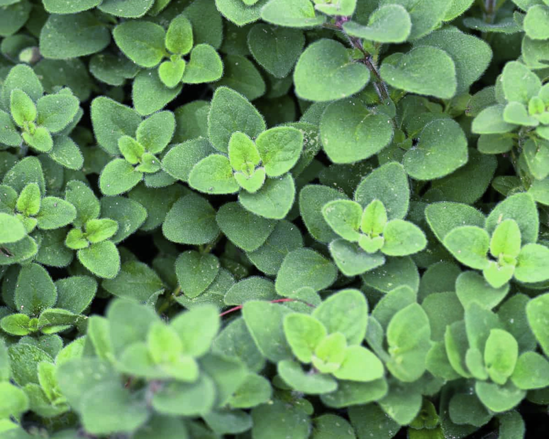 Cleopatra Oregano Seeds