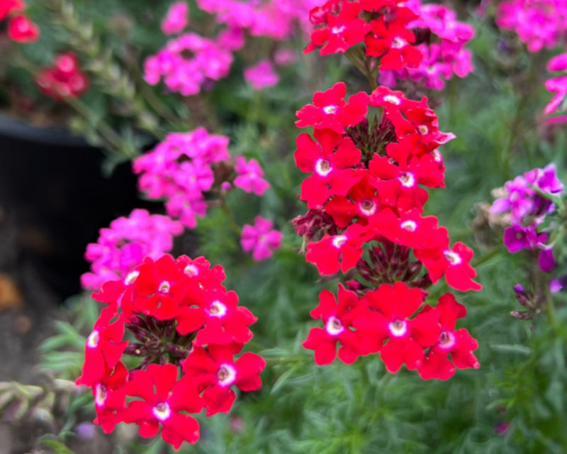 rose verbena seeds Verbena Sweetheart Kisses Seed