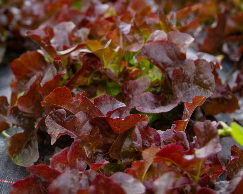 Red Sails Lettuce Seeds