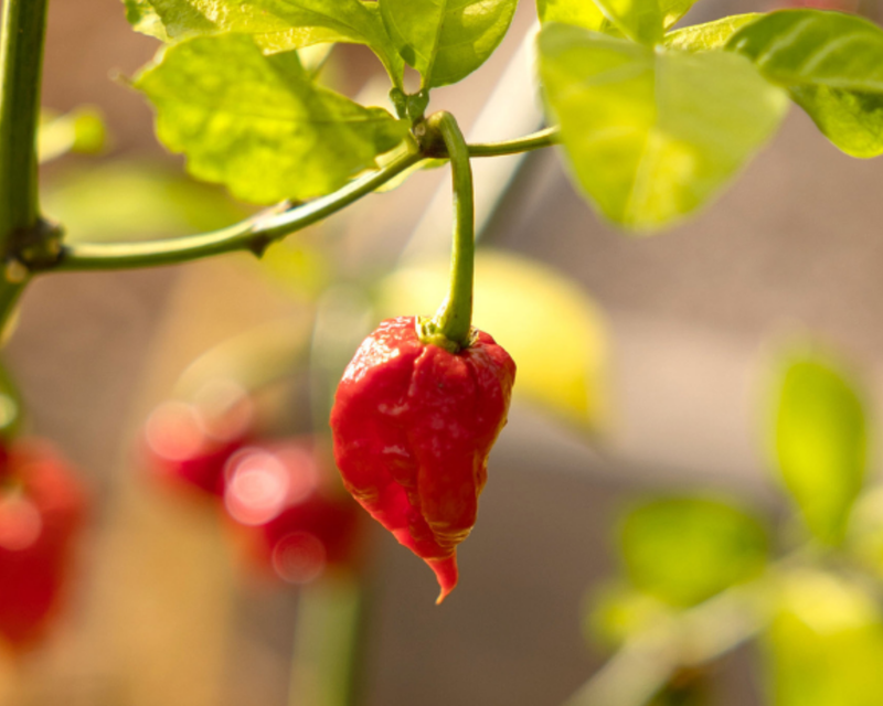 Carolina Reaper Super-Hot Pepper Seeds