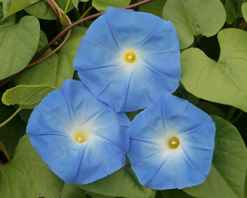 Bulk: Heavenly Blue Morning Glory Seeds