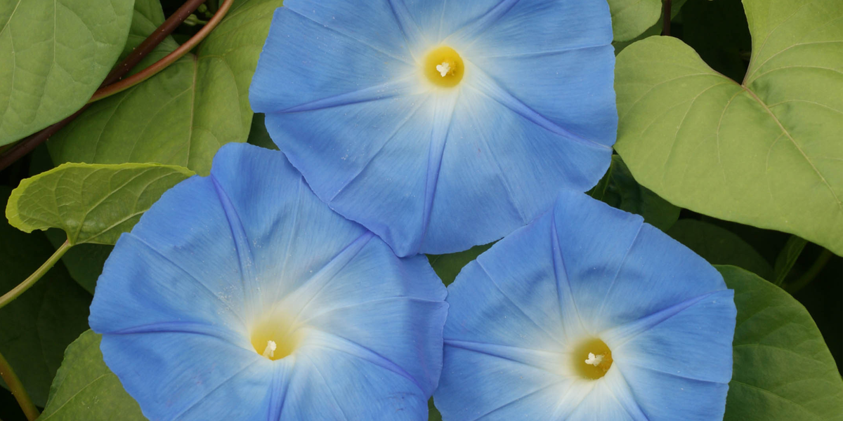 blue morning glory seeds psychedelic Heavenly Blue Morning Glory Seeds — Seeds 'n Such