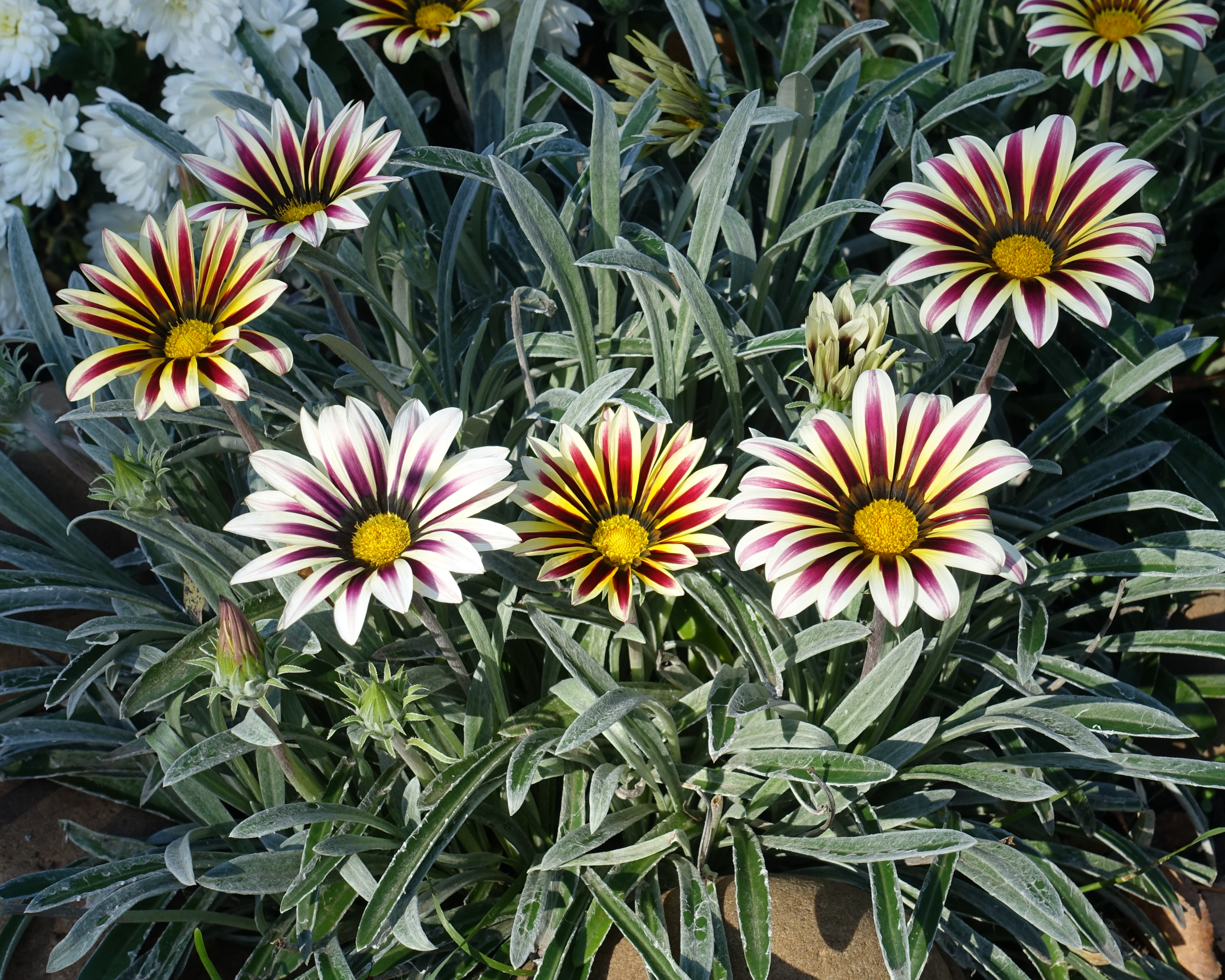 Seeds 'n Such Big Kiss Hybrid Gazania Seeds