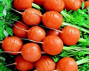 Parisian (Paris Market) Heirloom Carrot Seeds