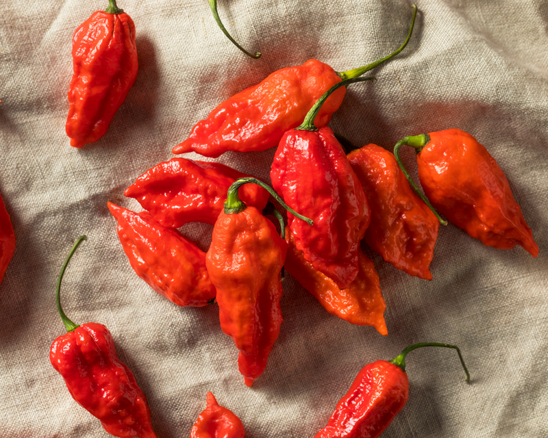 Bulk: Bhut Jolokia Hot Pepper Seeds