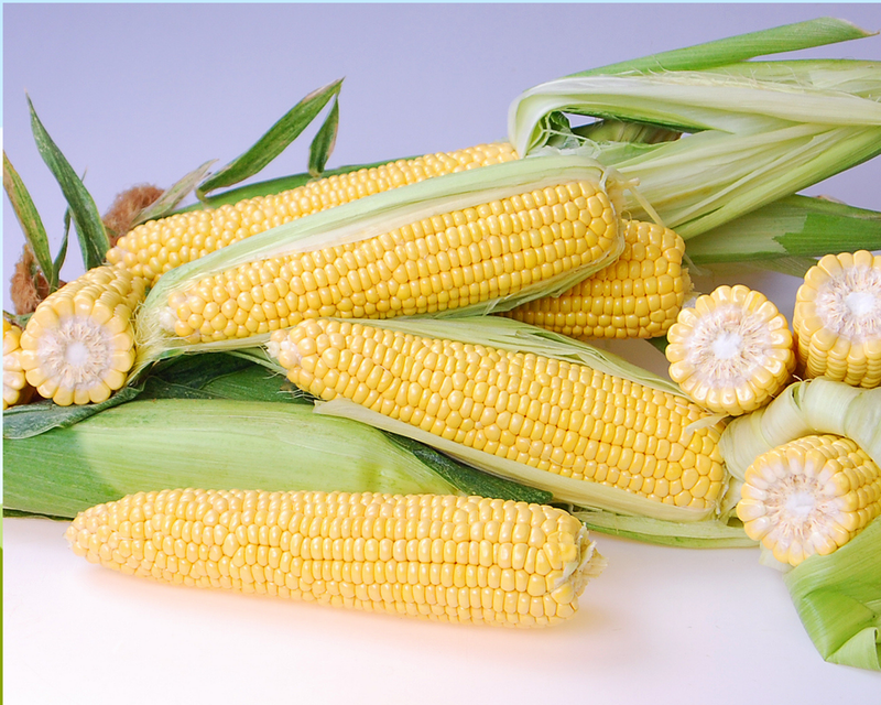 Triple Threat (yellow sh2) Hybrid Sweet Corn Seeds