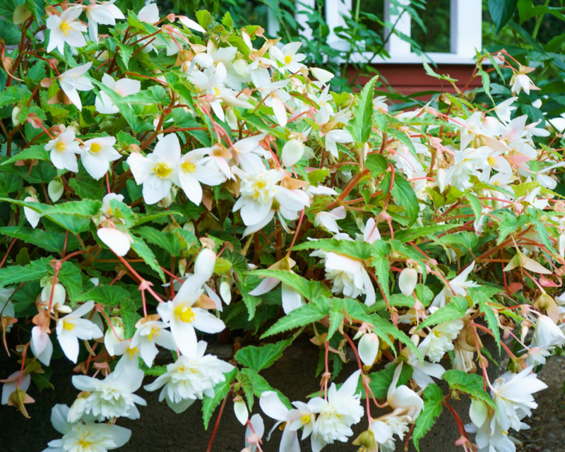 Santa Barbara Begonia Seeds