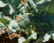 Castle Dome Hybrid Broccoli Seeds