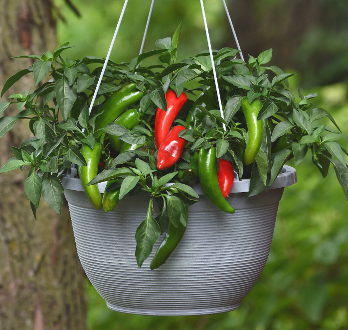 Bulk: Pot-a-Peño Pepper Seeds