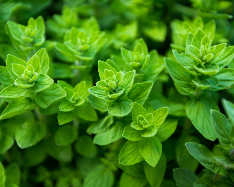 Greek Oregano Seeds