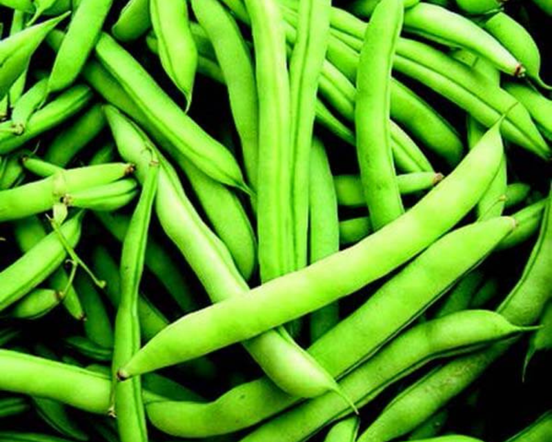 Bulk: Mountaineer White Half Runner Bean Seeds