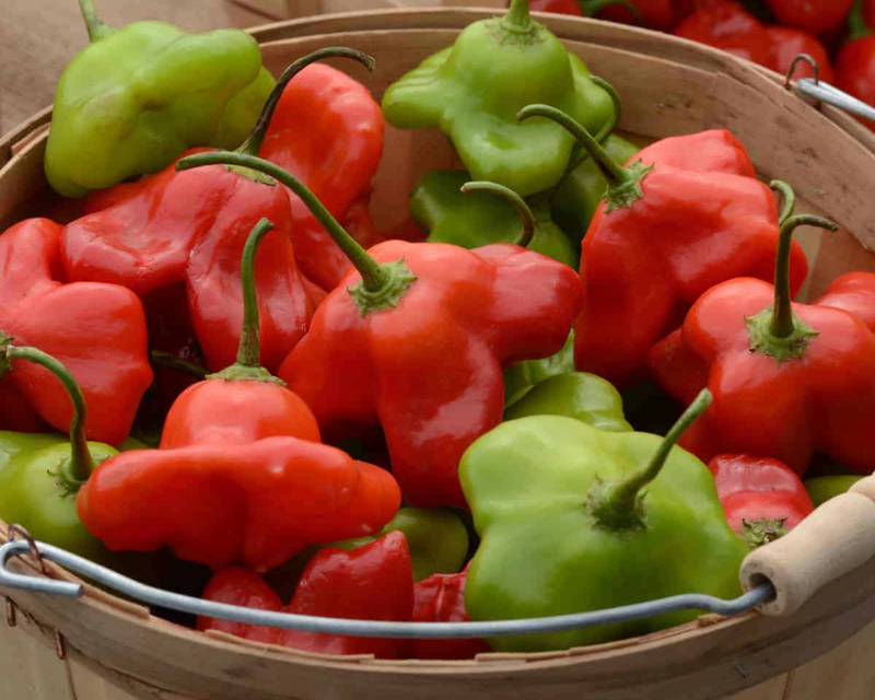 Bulk: Mad Hatter Hybrid Pepper Seeds