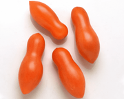 Sun Dipper Hybrid Tomato Seeds