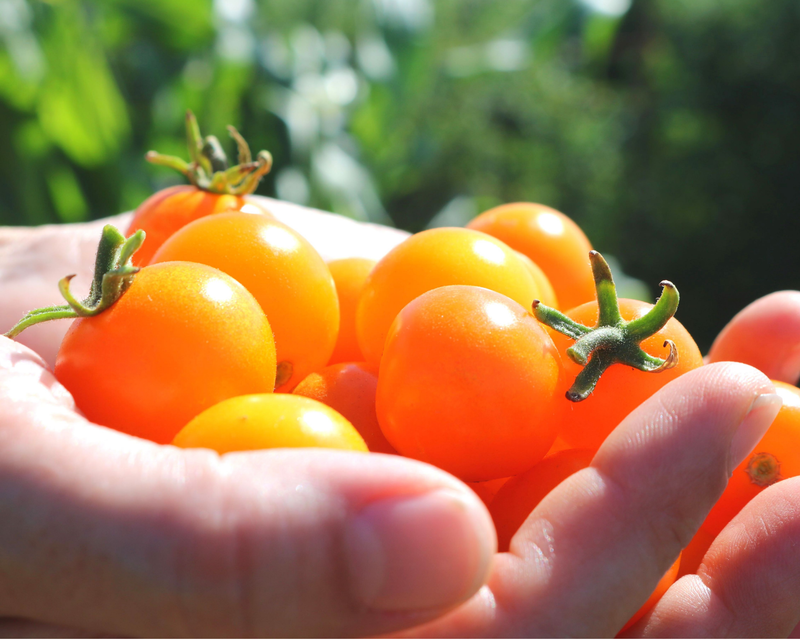 Bulk: Sun Sugar Hybrid Cherry Tomato Seeds